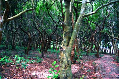25. Khu rừng Trâm trăm tuổi hút du khách ở Minh Châu1