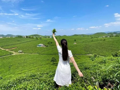 đồi chè mộc châu