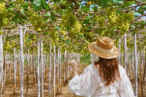 Vườn nho ba mọi