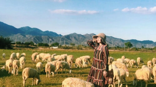 đồi cừu an hoà